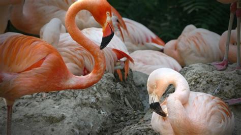 Same Sex Flamingo Couples Romance Is The Best Viral Moment This Pride Month Love Birds May