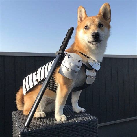 Ninja Guardian Dog Dogswithjobs