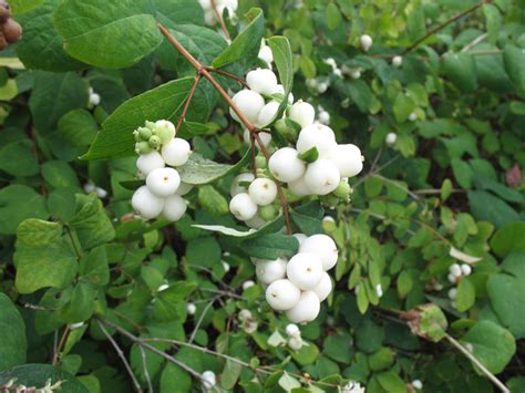 Online Plant Guide Symphoricarpos Albus Laevigatus Snowberry