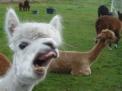The Most Unflattering Animal Pictures Funny Llama Pictures Funny