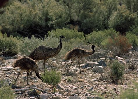 Emus Flinders Ranges Far North Australia Photo