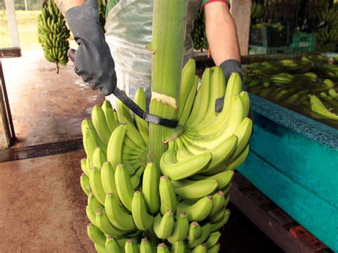 Bananas Santomé Produção