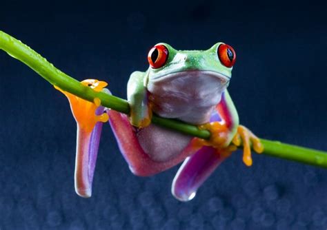 1087235 Frog Amphibian Red Eyed Tree Frogs Fauna Vertebrate Macro