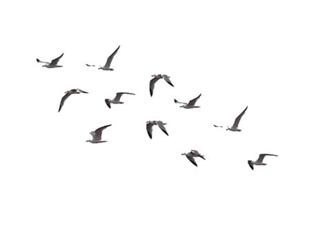 Flock Of Birds Flying Png