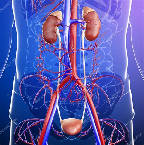 Male Urinary System Stock Photo By ©pixdesign123 55567655