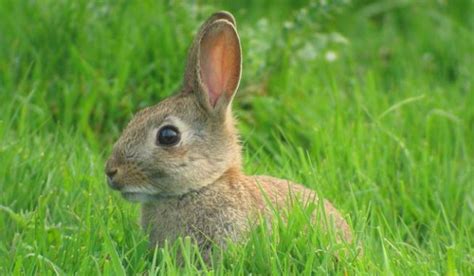 Sistemelor de intretinere a iepurilor de casa pot fi diferentiate si clasificate luand in considerare densitatea animalelor pe unitatea de suprafata, ritmul de reproductie, tipul de adapost, tipul de hranire, etc. Suedezii produc energie termica din iepuri