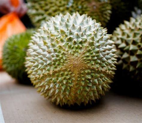 Durian musang king mulai masuk dan populer di jakarta pada tahun 2010. Jual Kebun Durian Musang King Modern Triple Planting ...