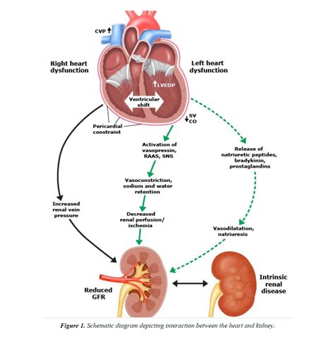 Decreased Kidney Function