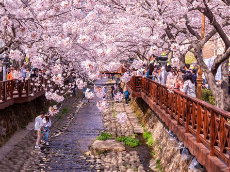 Inspirasi Honeymoon Ke Korea Selatan Di Musim Semi
