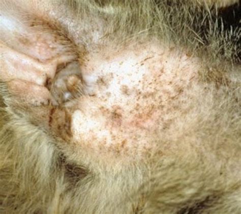 Common Cat Skin Problems Signs And Treatment