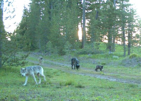 Odfw Staff Kill Four Wolves In Wallowa County Kobi Tv Nbc5 Koti Tv Nbc2