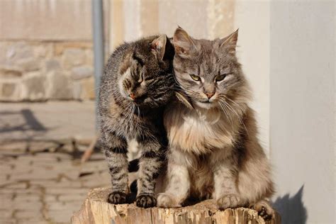 Are Your Cats Bonded Heres How To Tell Thecatsite