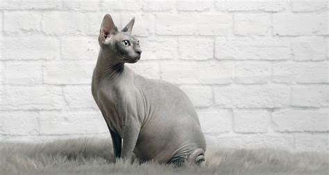 20 Cat Breeds That Dont Shed Bechewy