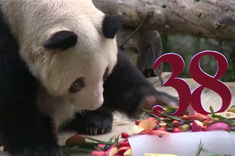 Worlds Oldest Panda In Captivity Rings In 38th Birthday With The