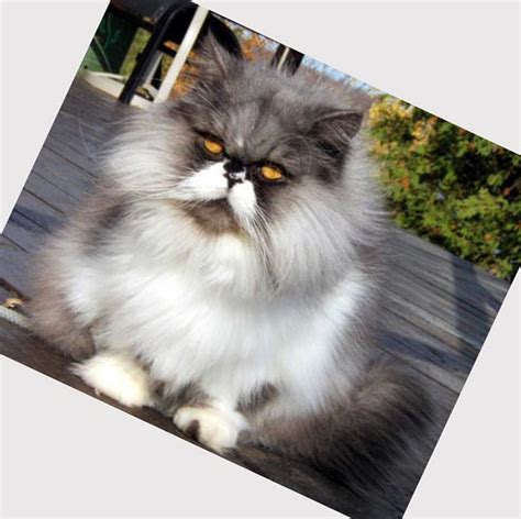 Welcome to persian cat rescue johannesburg. Persian cat rescue