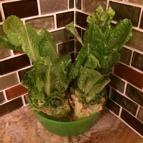 Regrow Romaine Lettuce Hearts Indoors