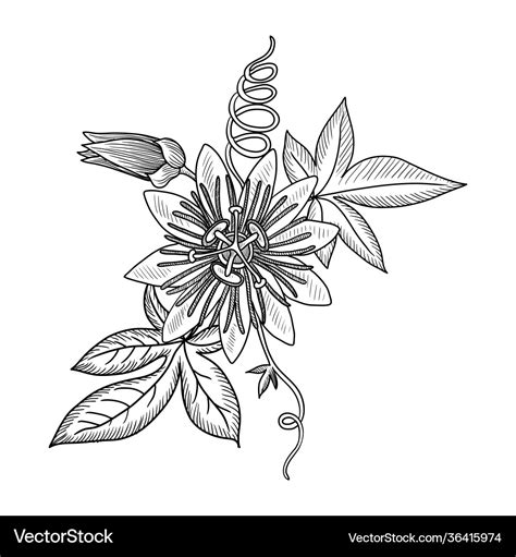 Drawing Passion Flower Royalty Free Vector Image