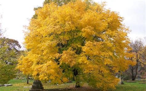 Yellowwood Yale Nature Walk