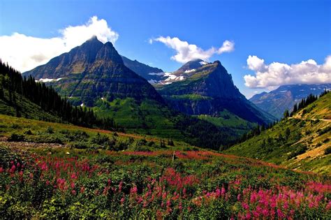 Montana Glacier Flower Mountain Meadow Hd Wallpaper