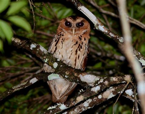 Giant Scops Owl Otus Gurneyi By Bram Demeulemeester The Owl Pages