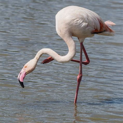 Greater Flamingo Bubo Birding
