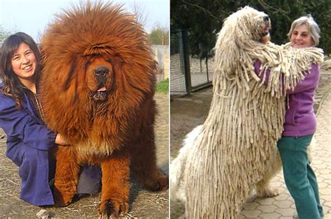 30 Images Of Big Dogs That Are Gentle Giants Fallinpets