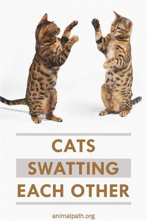 Cats Swatting Each Other In 2021 Cat Behavior Startled Cat Cats