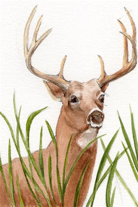 Items Similar To White Tail Deer Fine Art Print Wildlife Art On Etsy