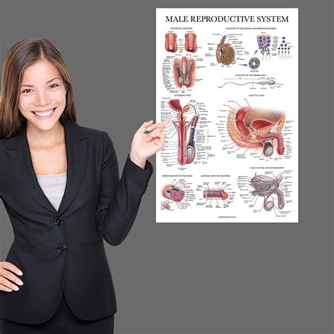 Male Reproductive System Anatomical Chart Palace Learning