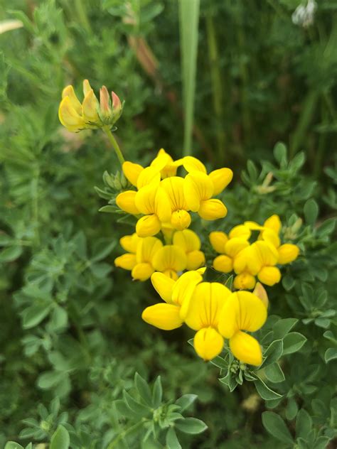 Wisconsin Wildflower Birds Foot Trefoil Lotus Corniculatus