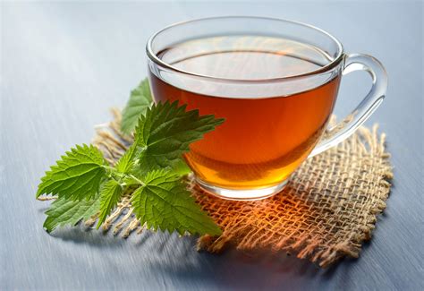 Nettle Tea Benefits And How To Brew It Plantsnap