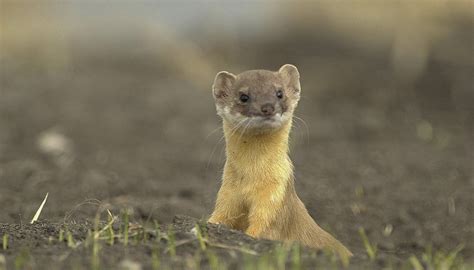 The Differences Between Ferrets And Weasels Sciencing