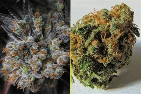 Strongest Cannabis Strains How To Choose