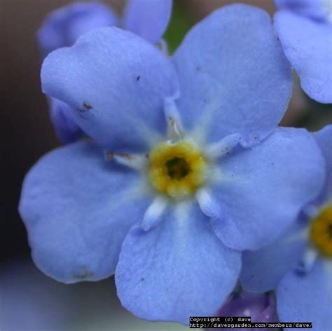5 Petal Blue Flower Yellow Center Best Flower Site