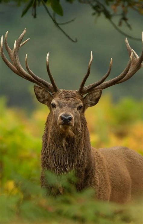 Majestic European Red Deer Stag Handsome Boy Majestic Animals