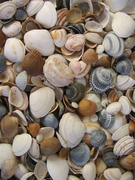 Free Small Sea Shells Stock Photo