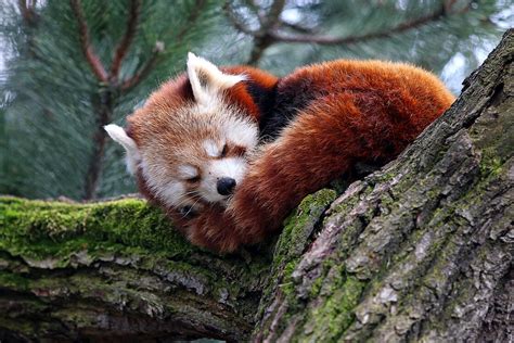 Sleeping Red Pandas