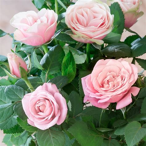 Pink Rose Plant Rose Plants Shop By Variety Plants