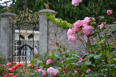 Roses In The Memorial Garden Beside The Bamberg Gate Powerscourt