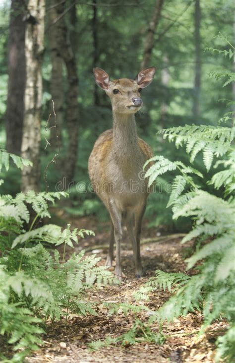 Sika Deer Cervus Nippon Stock Image Image Of Wood Woodland 36412243