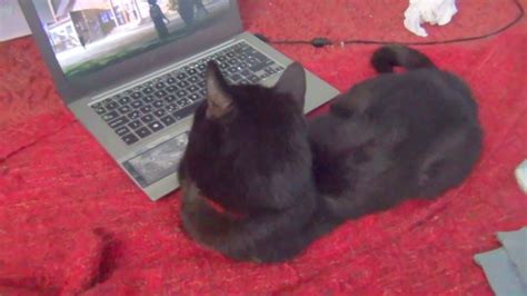 Cat Is Watching Anime On The Laptop Youtube