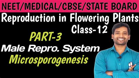 Microsporogenesis Sexual Reproduction In Flowering Plants Class 12