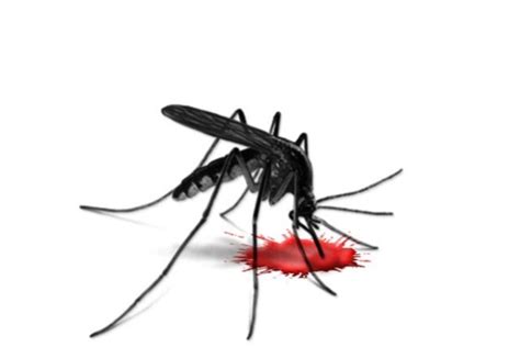 Avoid Dengue By Preventing Mosquito Bitesmaintain Hygiene