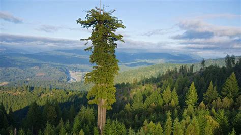 Height Comparisons Meet The Tallest Tree In The World