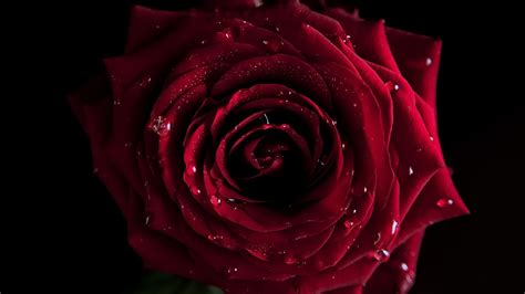 Download 96 Wallpaper Of Red Rose Foto Populer Terbaik Postsid