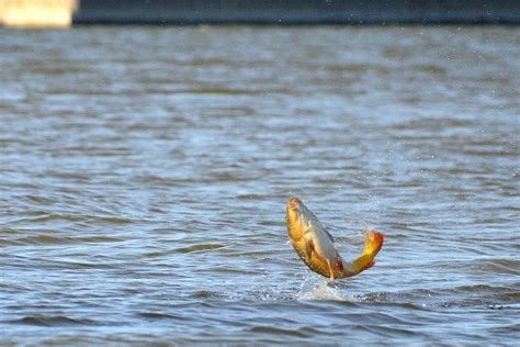 7 Reasons Why do Fish Jump Out of the Water