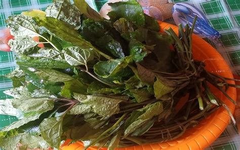 Slice ugu and water leaves into small pieces. How to Make Vegetable Soup : With Ugu leaves and white Zobo sepals) ~ Dee's Mealz