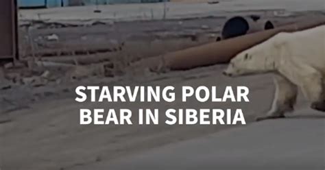 starving polar bear wanders into siberian city huffpost life