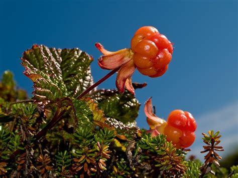 Cloudberry Berries Rubus Chamaemorus In Newfoundland