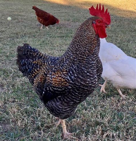 Dark Brahma Chickens Baby Chicks For Sale Cackle Hatchery Egg